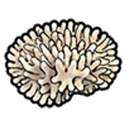 Dendrogyra Coral