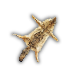 Hide Coyote