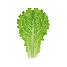 Lettuce