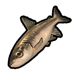 Minnow