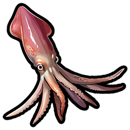 Squid
