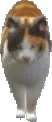 A C Cat 02