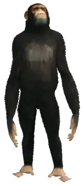 A C Chimp