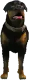 A C Chop