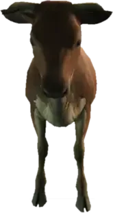 A C Cow