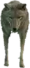 A C Coyote
