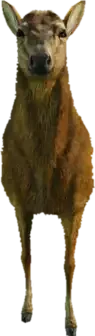 A C Deer