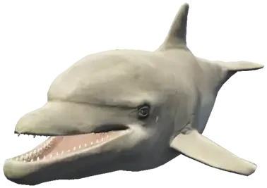 A C Dolphin