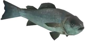 A C Fish