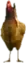 A C Hen