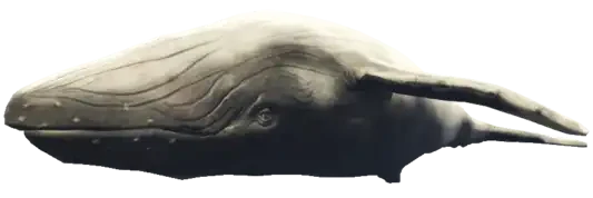 A C Humpback