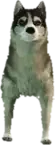 A C Husky