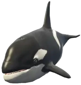 A C Killerwhale