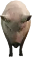 A C Pig