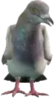 A C Pigeon