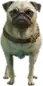 A C Pug