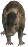 A C Rat