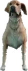 A C Retriever