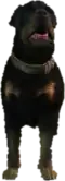 A C Rottweiler
