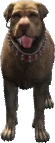 A C Rottweiler 02