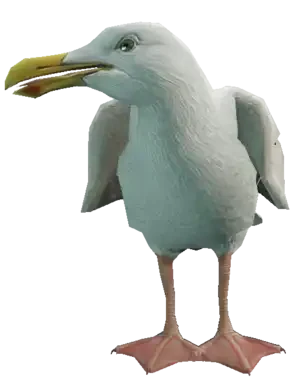 A C Seagull