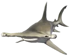 A C Sharkhammer
