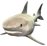 A C Sharktiger