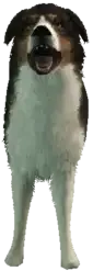 A C Shepherd