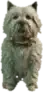 A C Westy